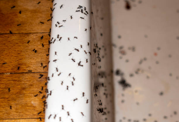 Best Commercial Pest Control Services  in Wetumka, OK