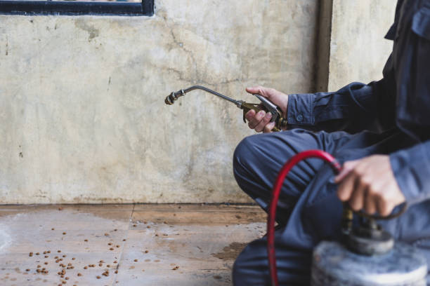 Best Flea Control Services  in Wetumka, OK